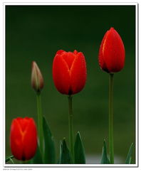 北京圃朗特園藝 科技賦能花卉產(chǎn)業(yè)，機(jī)械設(shè)備引領(lǐng)園藝新潮流