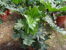 ?？谲缌芑ɑ芊N苗 為您的家居生活增添自然色彩